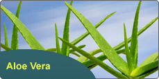 Aloe vera